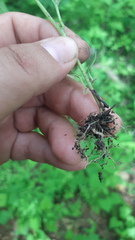 Solanum adscendens