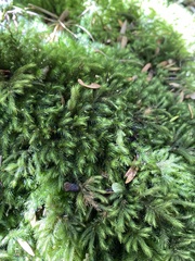 Echinodiopsis hispida