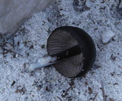 Entoloma serrulatum