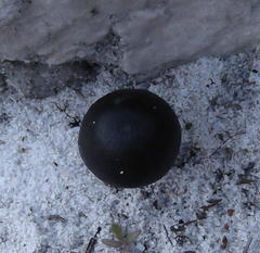 Entoloma serrulatum