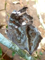 Junonia natalica natalica
