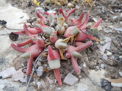 Cheiridopsis rostrata