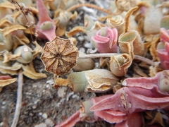 Cheiridopsis rostrata
