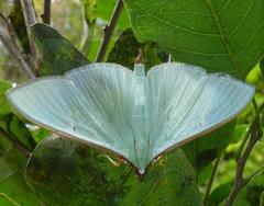 Stemorrhages sericea