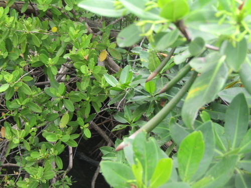 Rhizophora mangle image