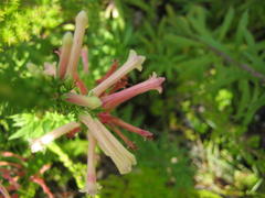 Erica curviflora curviflora