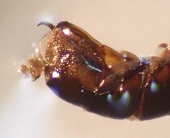 Ceratagallia longula