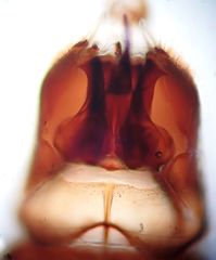 Ceratagallia longula