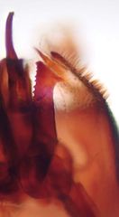 Ceratagallia longula