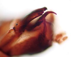 Ceratagallia longula