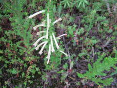 Erica curviflora curviflora