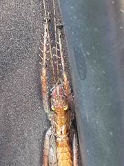 Listroscelidinae