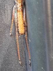 Listroscelidinae