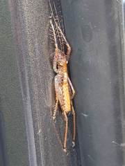 Listroscelidinae