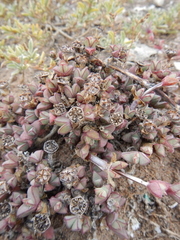 Antimima granitica