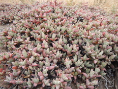 Antimima granitica