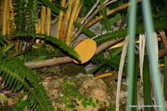 Dendrobium moschatum