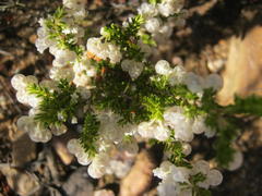 Erica glomiflora glomiflora