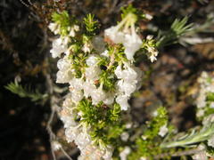 Erica glomiflora glomiflora