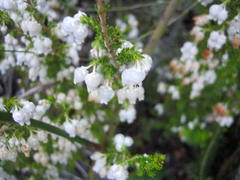 Erica glomiflora glomiflora