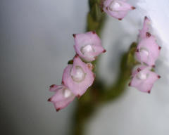 Lamprotis