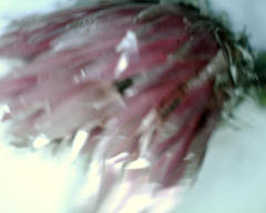 Syncarpha canescens canescens