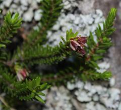 Erica depressa