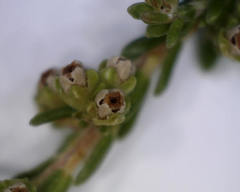 Erica axillaris