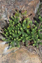 Erica depressa