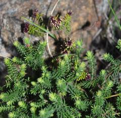 Erica depressa