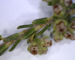 Erica axillaris