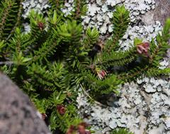 Erica depressa