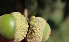 Callirhytis glandulus