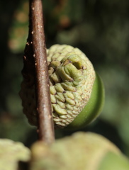 Callirhytis glandulus