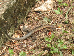Holcosus quadrilineatus