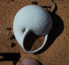Trigonephrus