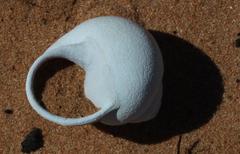 Trigonephrus