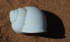 Trigonephrus
