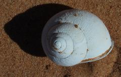 Trigonephrus