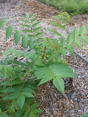 Ailanthus altissima