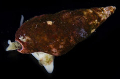 Buccinidae