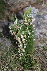 Erica triflora triflora