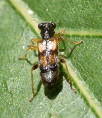 Phyllobaenus pallipennis