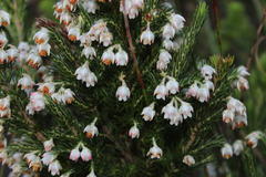 Erica triflora triflora