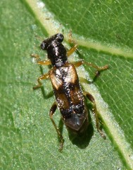 Phyllobaenus pallipennis