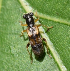 Phyllobaenus pallipennis