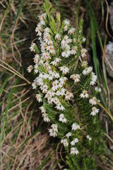 Erica triflora triflora