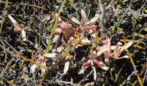 Needleleaf Bobbejaantjie (Babiana brachystachys)