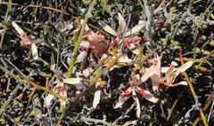 Babiana brachystachys