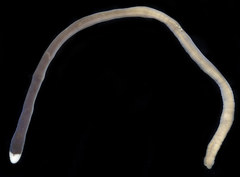 Cerebratulus albifrons